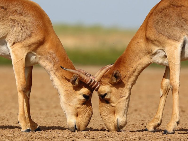 The Last Frontier: Exploring the World of the Saiga&nbsp;Antelope