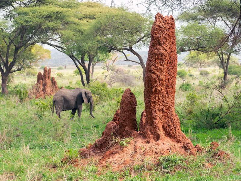 Termite Mounds: Nature’s Ingenious Climate-Controlled Skyscrapers