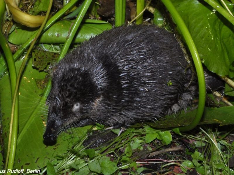 The Russian Desman: A Relic from the Ice&nbsp;Age